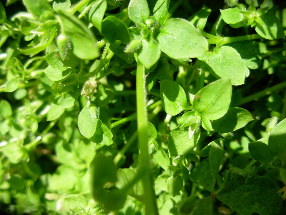 Stellaria pallida / Centocchio senza petali